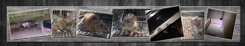 Rat Trapping – Exterminating Svc