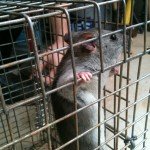 rat trapped alpharetta