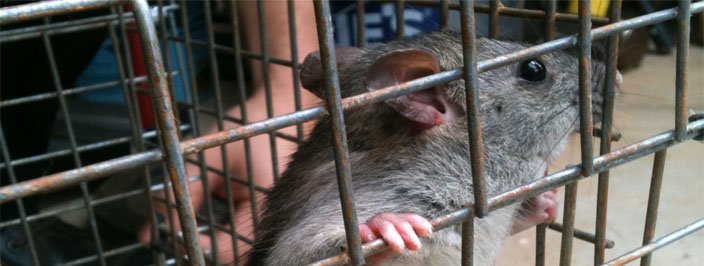 Rat trapped in Alpharetta Attic