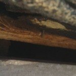 Rat Entry in Roswell Georgia Home