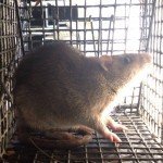 Norway Rat Trapping Atlanta 1