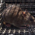 Crabapple Rat Trapping
