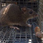 Norway Rat Trapping - Rat Removal - Rat Control Atlanta
