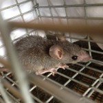 Rat Control Johns Creek - Crabapple