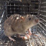 Rat Removal in Atlanta which were Norway Rats