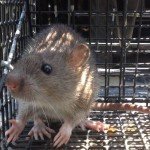Rat Trapping - Rat Removal in Atlanta GA