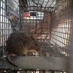 Rat trapping job in Alpharetta GA