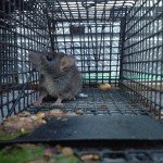 Rat Trapping Job in Sandy Springs