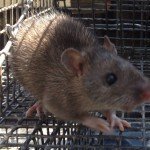 Rat Trapping in Atlanta GA