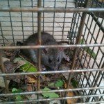 Rat trapped in Johns Creek Georgia