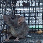 Duluth Georgia Rat Trapping and Rat Control