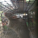 Rat removed from a garage in Milton Georgia