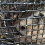 dawsonville possum removal